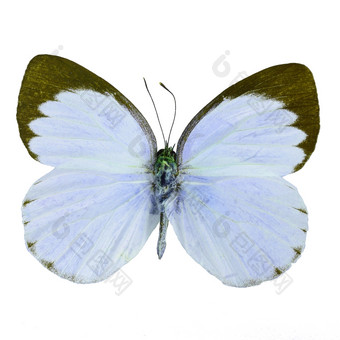 蓝色的蝴蝶德利亚斯蝴蝶德利亚斯belisama花俏的颜色配置文件孤立的白色背景