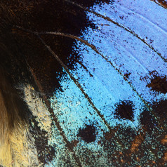 自然纹理派生的从蓝色的蝴蝶翼背景