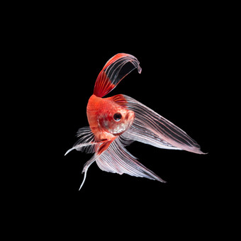 红色的暹罗战斗鱼搏鱼鱼蝴蝶尾巴配置文件黑色的背景