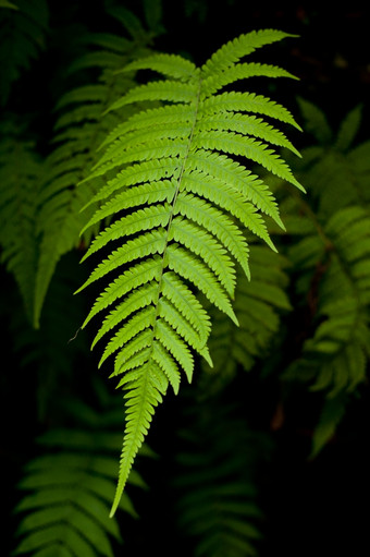 蕨类植物<strong>叶子</strong>后面蕨类植物<strong>叶子</strong>那抓住<strong>的</strong>墙