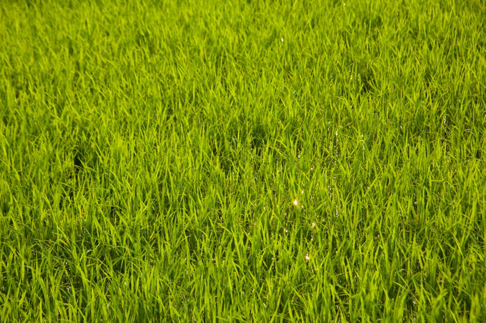 的大米字段大米与新鲜的绿色是的谷物大米