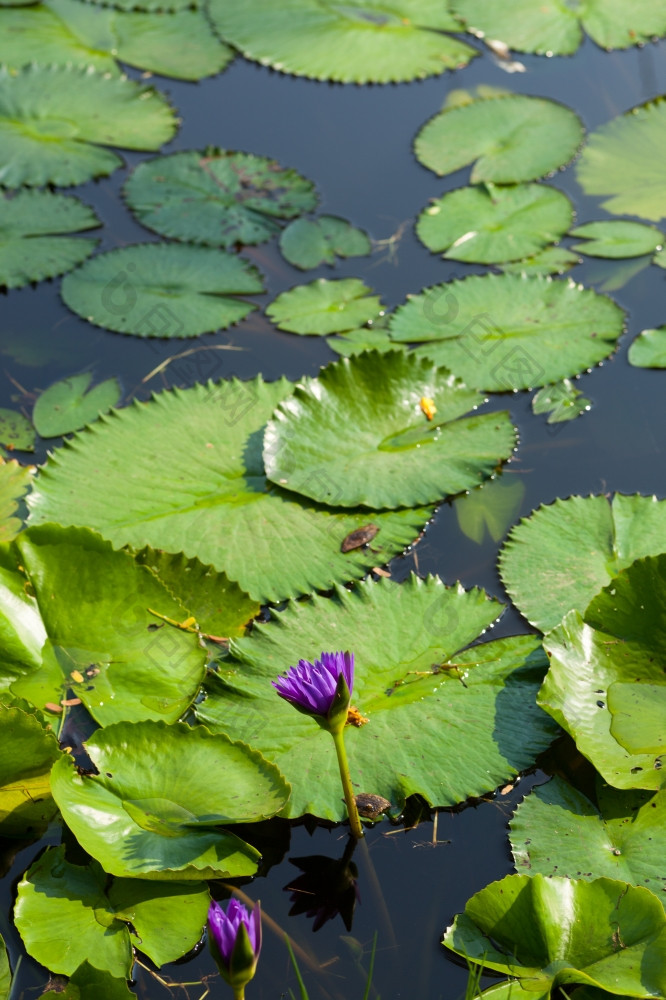 莲花而且莲花池塘的莲花池塘在那里是很多莲花叶子的公园