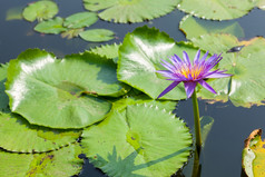 莲花而且莲花池塘的莲花池塘在那里是很多莲花叶子的公园