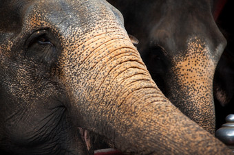 常大象农场的表面的大象的大象与快乐而且友好的