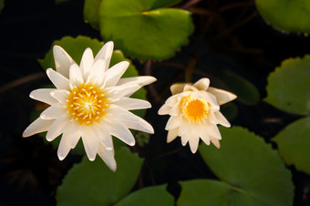 莲花而且莲花池塘的莲花池塘在那里是很多莲花叶子的公园