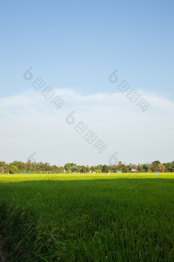大米而且大米字段大米种植的绿色字段农业作物