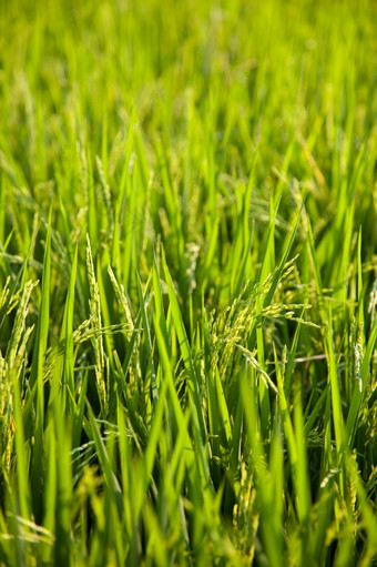 大米而且大米字段大米种植的绿色字段农业作物