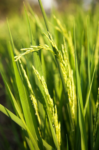 的大米字段谷物大米的大米字段明亮的绿色的字段自然