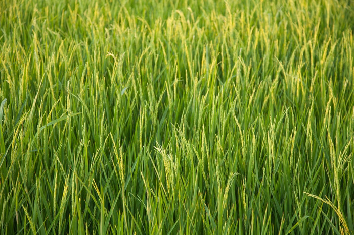 的大米字段谷物大米的大米字段明亮的绿色的字段自然
