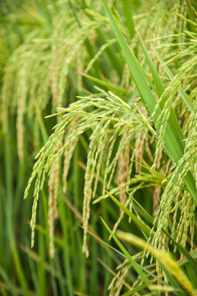 大米而且大米字段谷物大米的大米字段农业区域