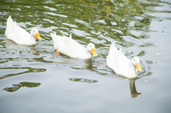 鸭子是游泳的水许多鸭子是美联储池塘在的公园