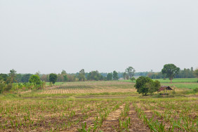 甘蔗农业区域甘蔗生产糖小房子的作物区域