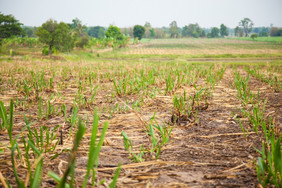 甘蔗农业区域甘蔗生产糖小房子的作物区域