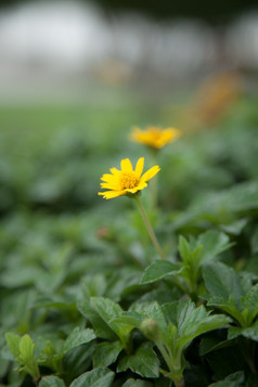 小黄色的花种植在的公园花完整的布鲁姆