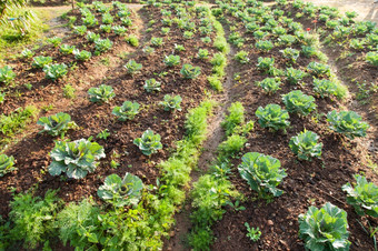 蔬菜的蔬菜场蔬菜种植使用non-toxic自然种植