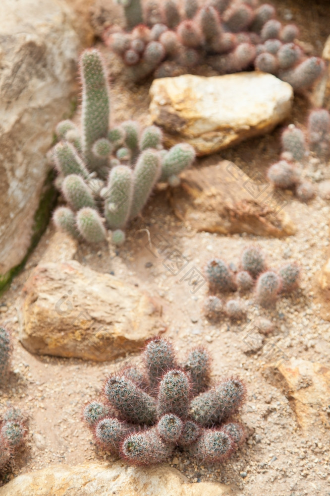 仙人掌种植的沙子的仙人掌种植热带区域