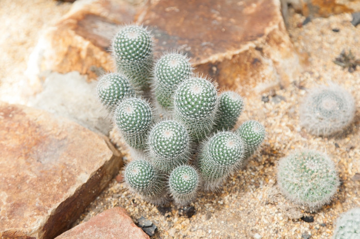 仙人掌种植的沙子的仙人掌种植热带区域