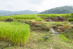 农业区域的山与大米和水果农场的山与的冷天气