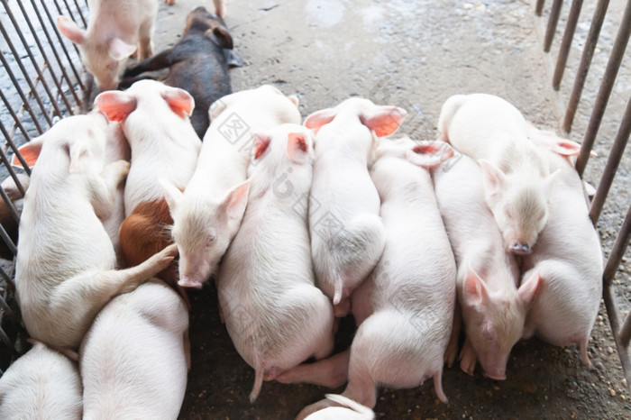 猪睡觉的farmAgricultural区域水产养殖