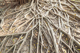 根的树根传<strong>播出</strong>所有在的地面下的树找到食物