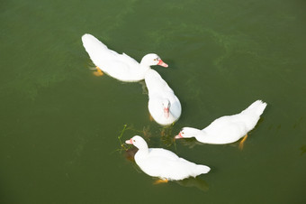 鸭子游泳水产养殖农场鸭子是游泳订单等待为的食物