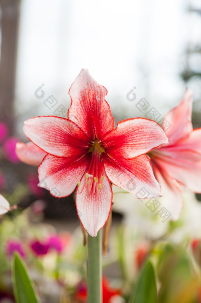 大红色的而且白色花单花是红色的白色大花束花粉种植面积种植冷天气