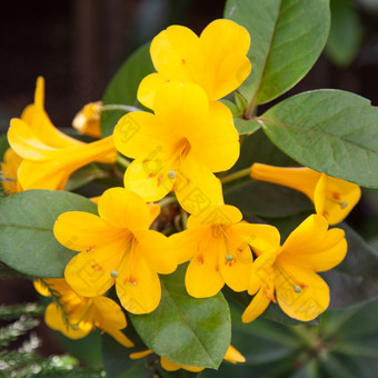 花束黄色的花小黄色的雄蕊而且小花束花