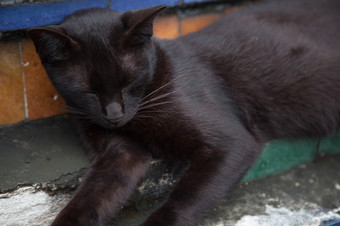 黑色的猫睡觉的路径的公园