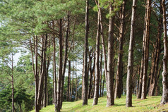 松树日益增长的的长满草的诺尔松日益增长的的草坪上山的公园
