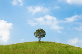 <strong>大树</strong>山坡上<strong>大树</strong>的中间牧场主要是清晰的天空