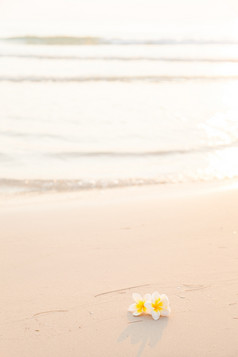 花的沙子白色花的海滩的早....阳光闪亮的从后面