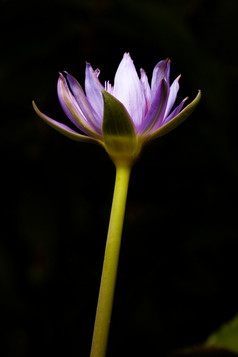 宏盛开的莲花莲花蓝色的是开始布鲁姆的早....的花园