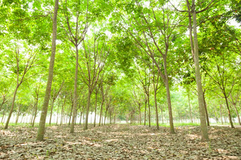 种植园橡胶橡胶树培养行橡胶树种植园农业