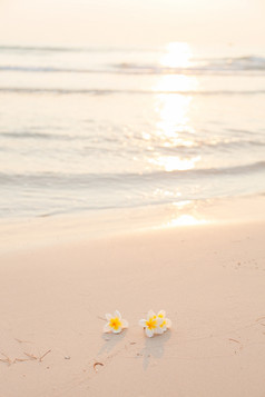 花的沙子白色花的海滩的早....阳光闪亮的从后面