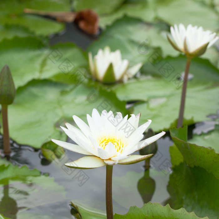 莲花蜜蜂花白色水开花黄色的植物区系美自然睡莲莉莉公园植物特写镜头背景绿色户外花园布鲁姆花热带工作宏动物池塘春天昆虫翅膀食物错误蜂蜜叶花瓣夏天自然