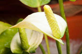 火烈鸟花宏火烈鸟花加登马科摄影花