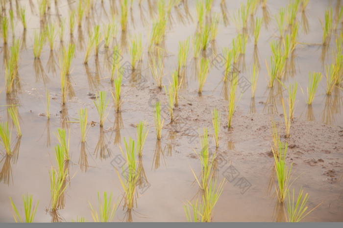 大米植物农民种植大米大米植物日益增长的