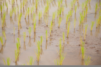 大米植物农民种植大米大米植物日益增长的
