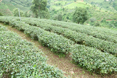 种植园种植与茶种植园农民成长茶树山区域为种植园