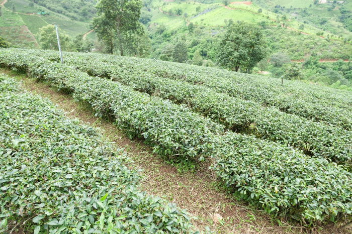 种植园种植与茶种植园农民成长茶树山区域为种植园