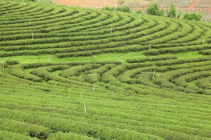 种植园种植与茶种植园农民成长茶树山区域为种植园