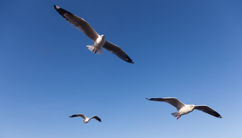 海鸥飞行的天空海鸥觅食和迁移