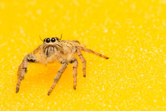 宏小蜘蛛的背景黄色的和橙色