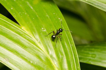 黑色的蚂蚁栖息分支黑色的蚂蚁觅食<strong>区域</strong>分支机构和为受害者