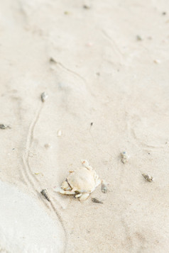 蟹的海滩蟹的沙子的海
