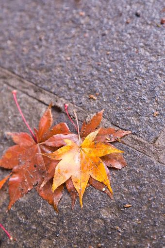 秋天叶子日本色彩斑斓的叶子成的冬天