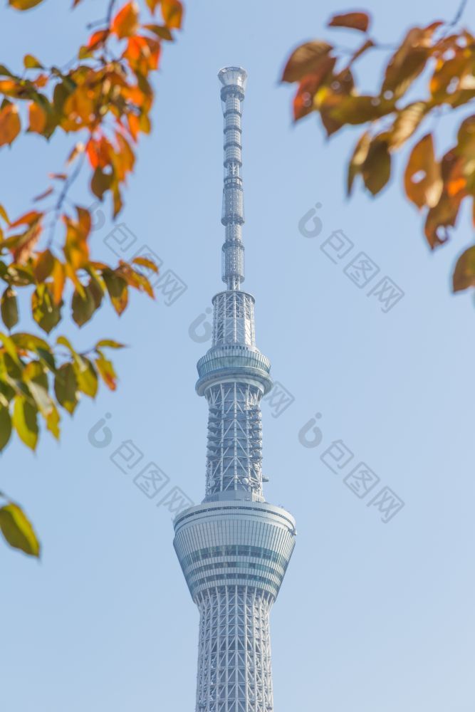 东京天空树下树公园摩天大楼东京天空树日间东京日本11月