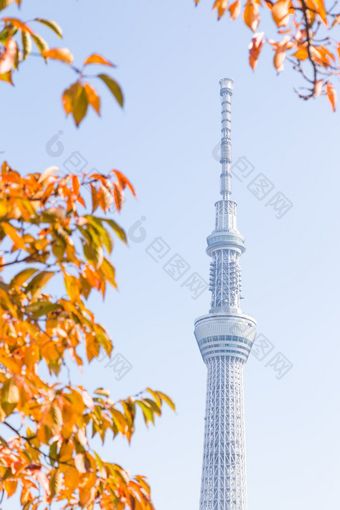 东京天空树下树公园摩天大楼东京天空树日间东京日本11月
