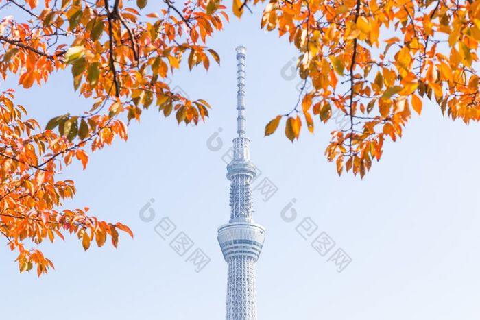 东京天空树下树公园摩天大楼东京天空树日间东京日本11月