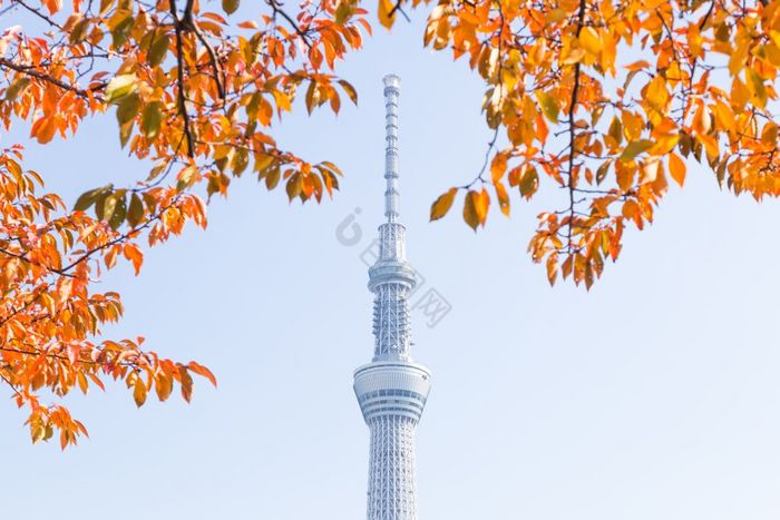 东京天空树下树公园摩天大楼东京天空树日间